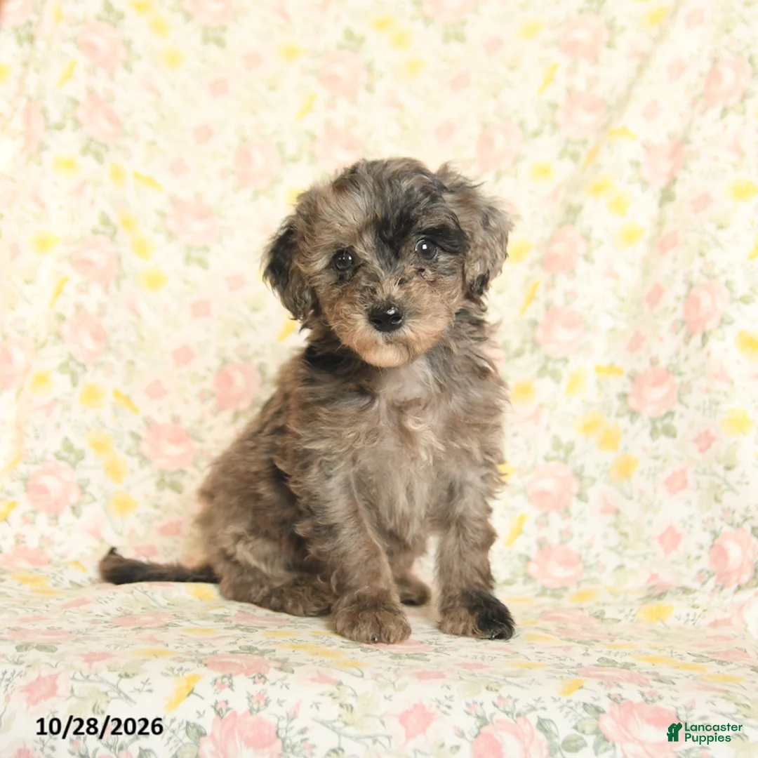 Mini Goldendoodle dogs for sale: Omar - Ad 2