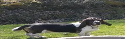 Basset Hound dogs for sale: Honey - Ad 5
