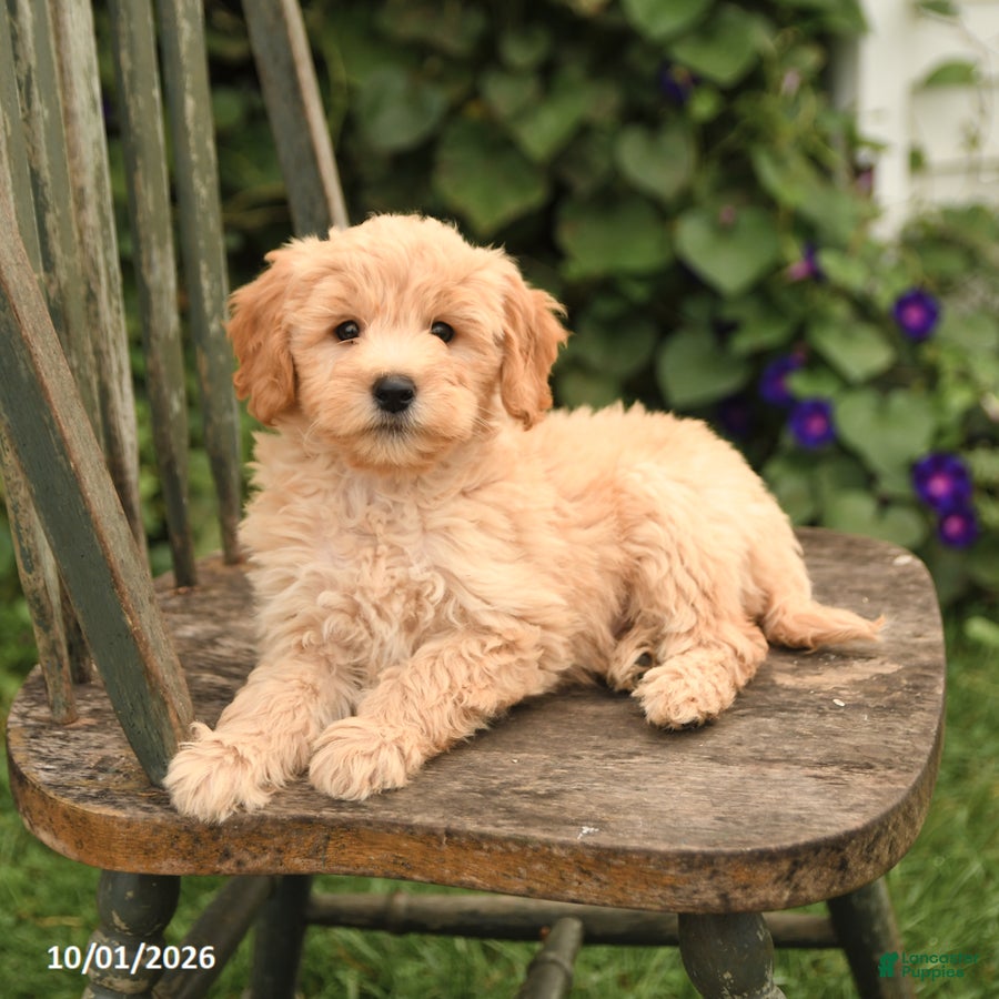 Mini Goldendoodle dogs Domino - Ad 2