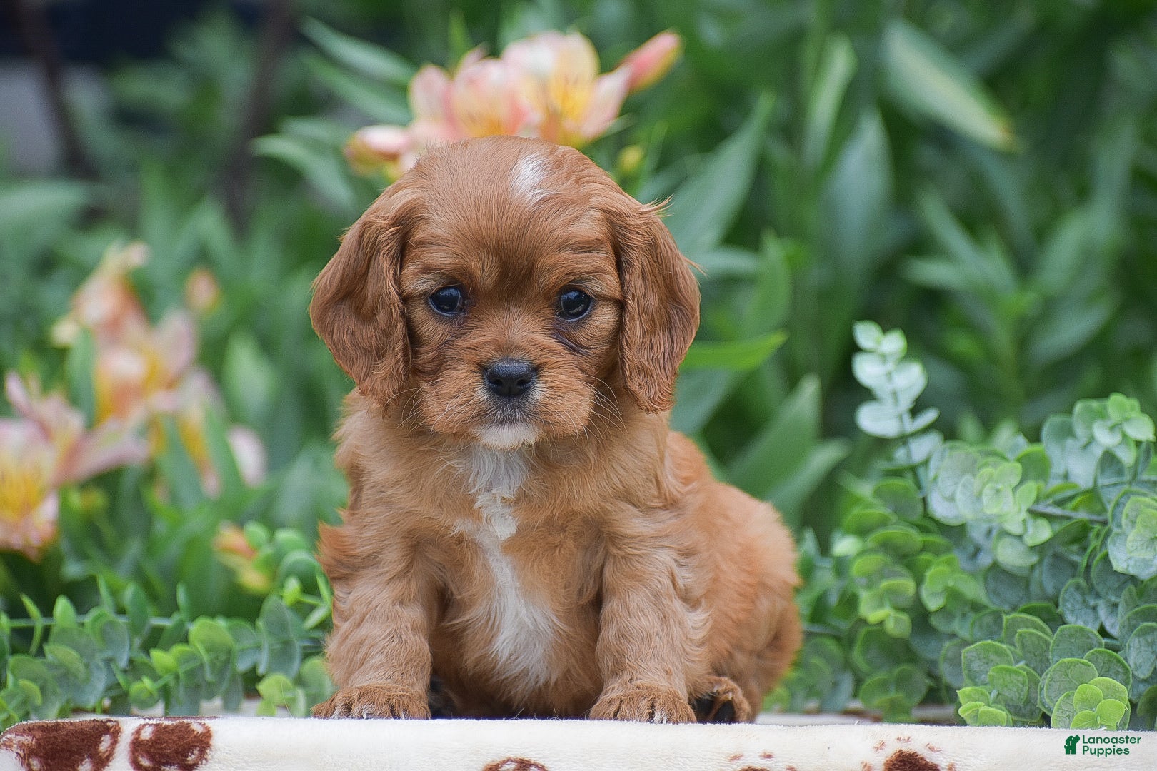 Cavalier King Charles Spaniel dogs Tessa - Ad 1