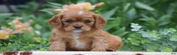 Cavalier King Charles Spaniel dogs for sale: Tessa - Ad 1