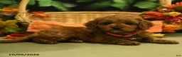Cavapoo dogs for sale: Cinnamon - Ad 2