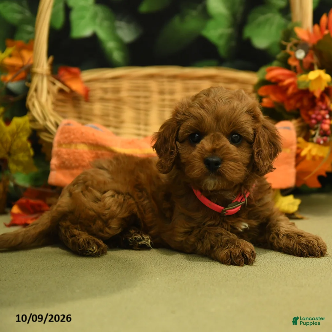 Cavapoo dogs for sale: Cinnamon - Ad 2