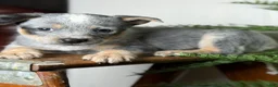 Australian Cattle Dog dogs for sale: Australian Cattle Dog Puppy 6 - Ad 5