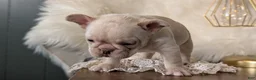French Bulldog dogs for sale: Jax - Ad 5