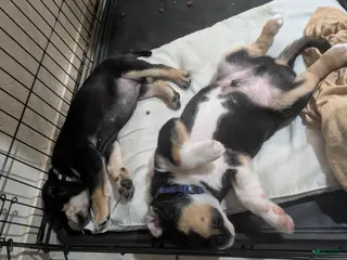 Mixed Breed dogs Mixed Breed Puppy 2 - Ad 20