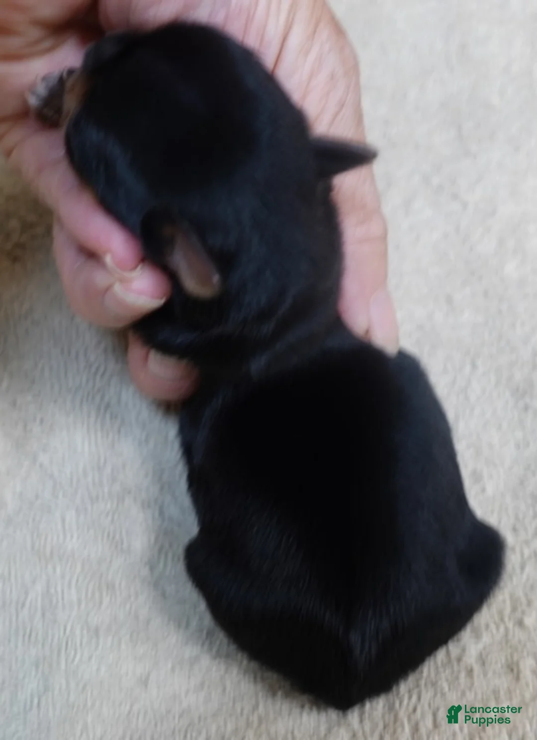 Yorkshire Terrier dogs for sale: Peyton - Ad 2