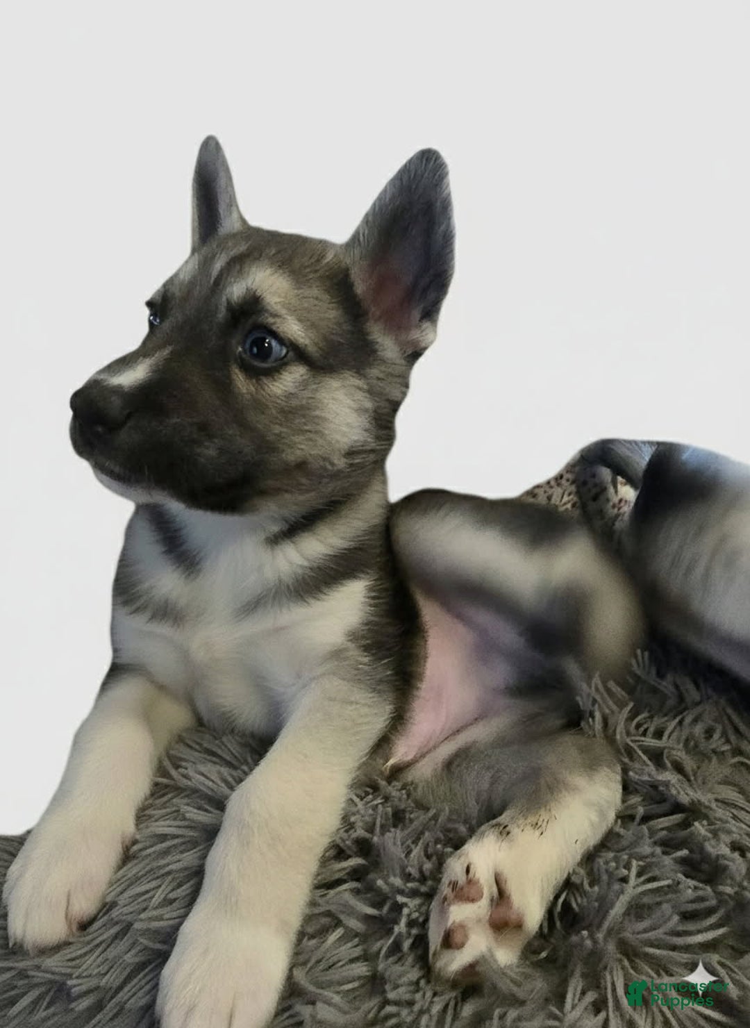 Gerberian Shepsky dogs for sale: Brutus - Ad 5
