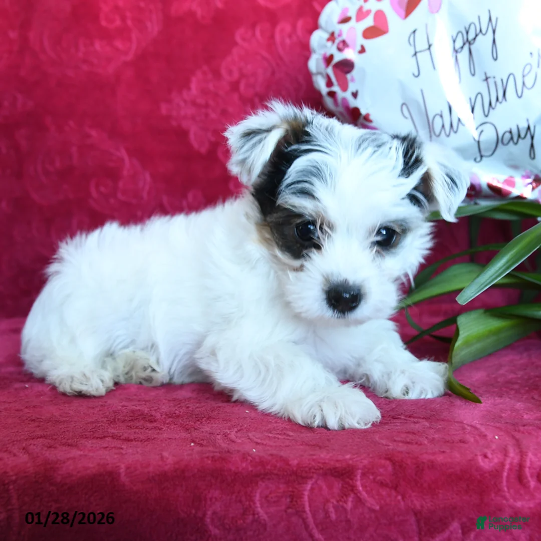 Yorkshire Terrier dogs for sale: Snuggles   - Ad 5