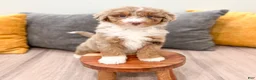 Aussiedoodle dogs for sale: Cinnamon - Ad 2
