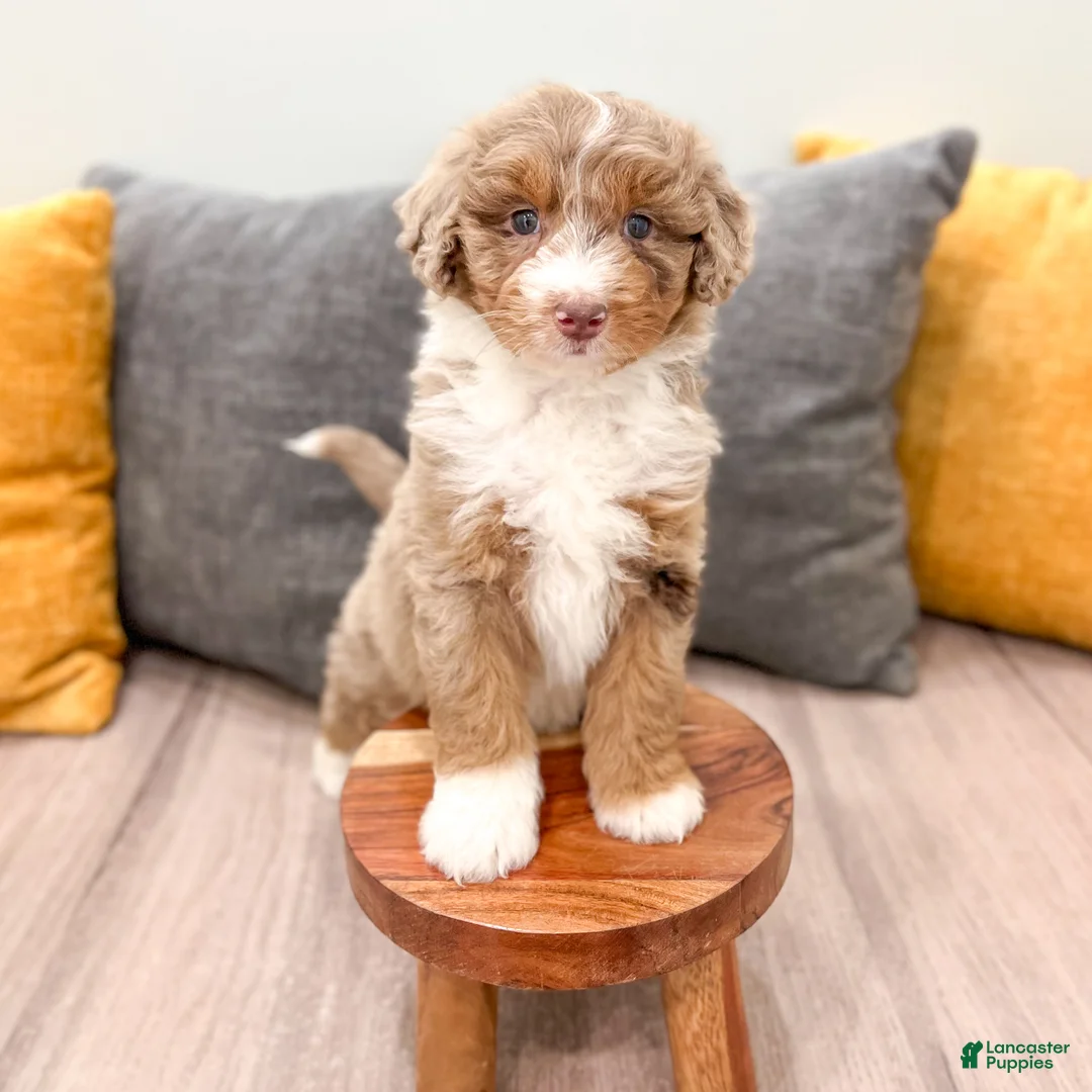 Aussiedoodle dogs for sale: Cinnamon - Ad 2