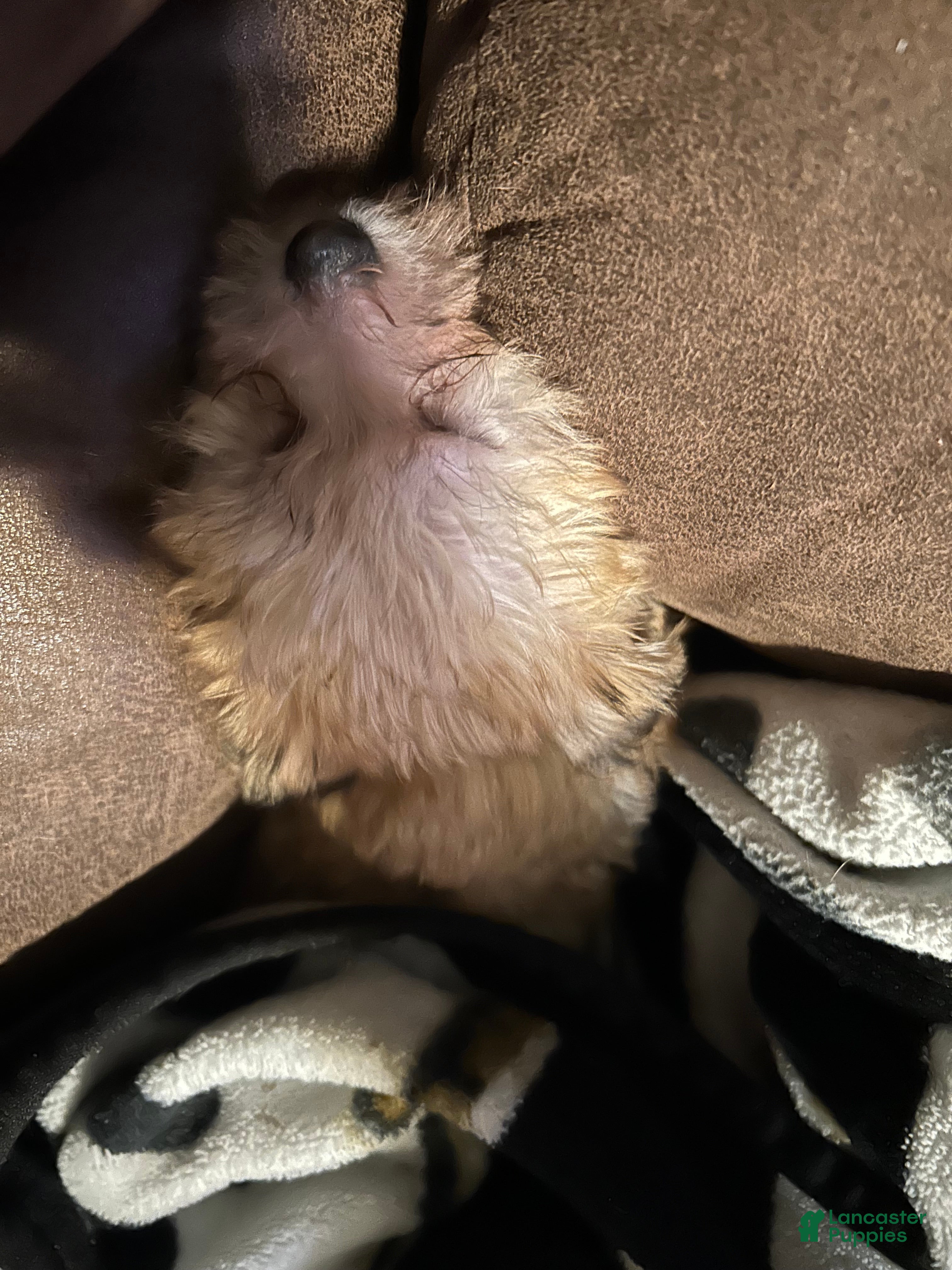 Mixed Breed dogs Bandit - Ad 8