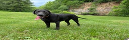 Labrador Retriever dogs for sale: Red - Ad 21