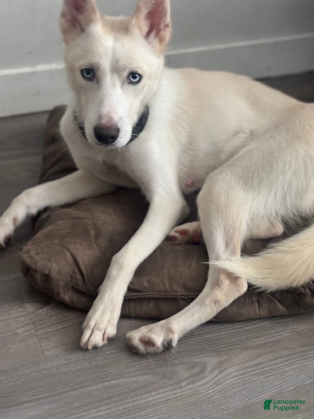 Pomsky dogs for sale: Biscuits  - Ad 5