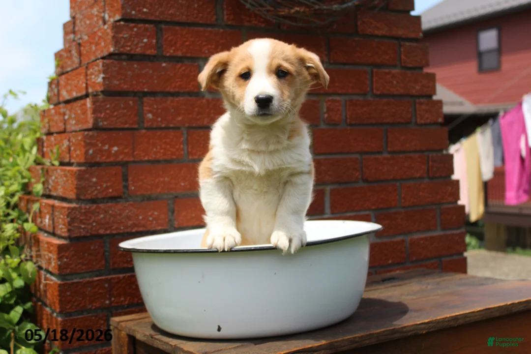 Mixed Breed dogs for sale: Oscar - Ad 6