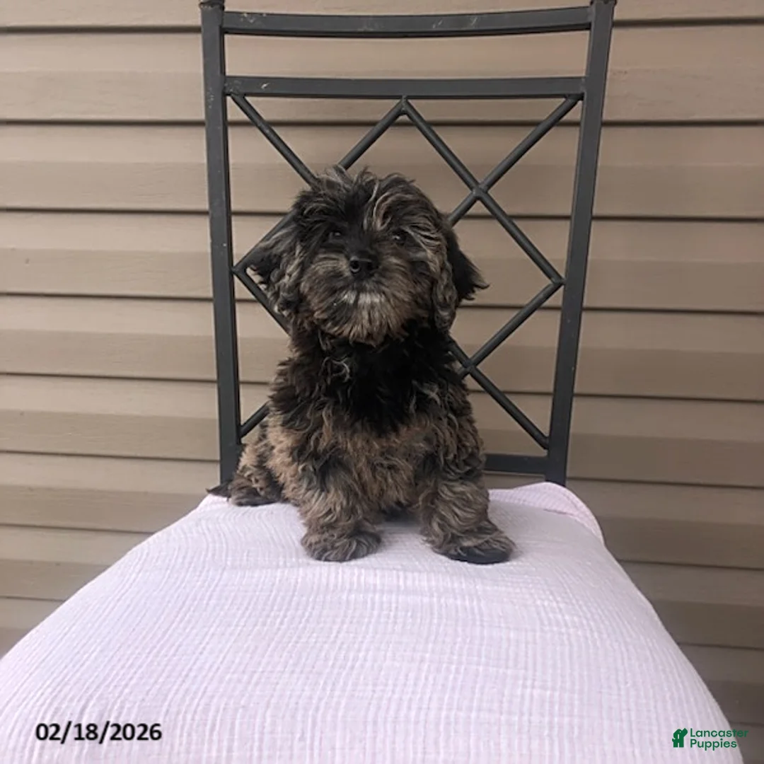 Doxiepoo dogs for sale: Miss Smokey - Ad 1