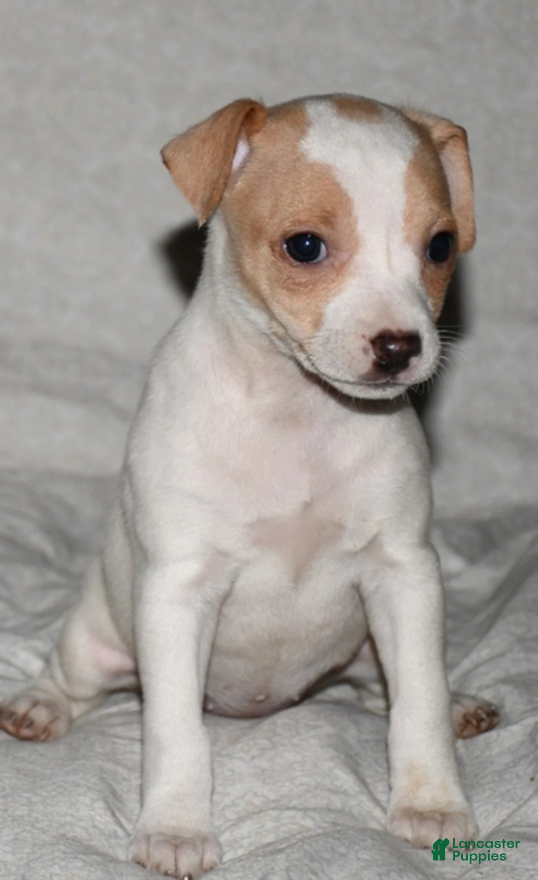 Rat Terrier dogs for sale: Mavis - Ad 2
