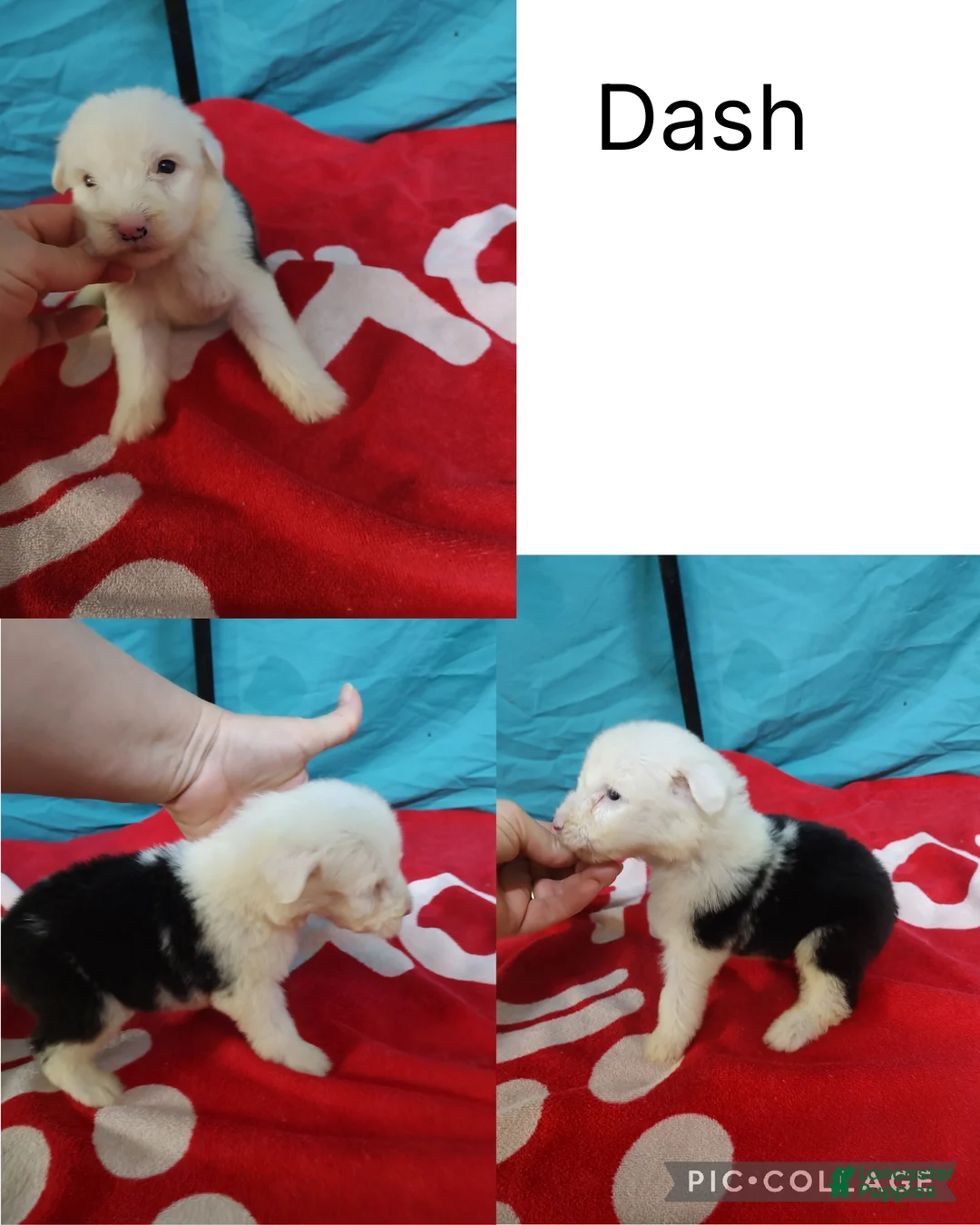 Old English Sheepdog dogs for sale: Old English Sheepdog Puppy 1 - Ad 1