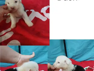 Old English Sheepdog dogs for sale: Old English Sheepdog Puppy 1 - Ad 2