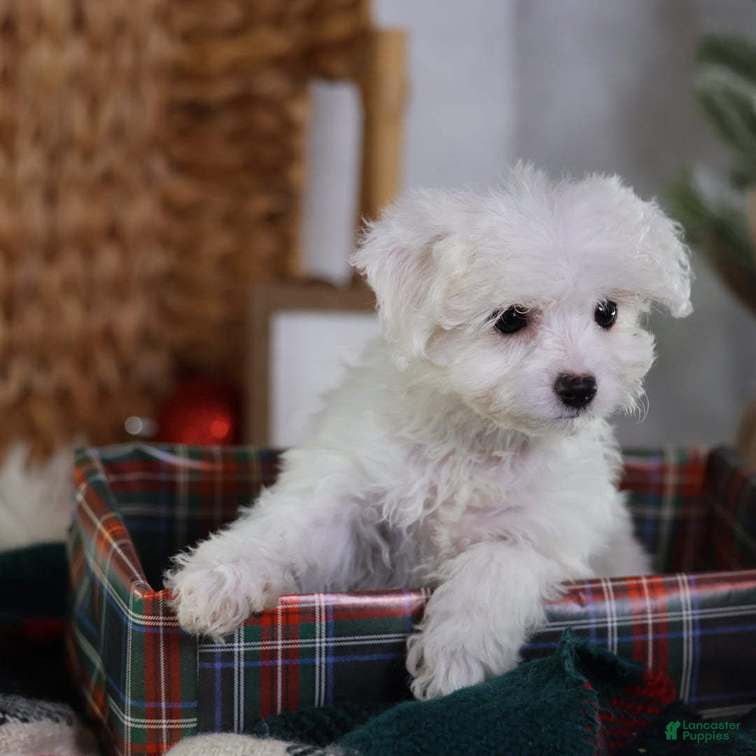 Teddy Bear dogs for sale: Jinko (Mini size) - Ad 8