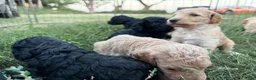 Standard Poodle dogs for sale: Standard Poodle 5 - Ad 15