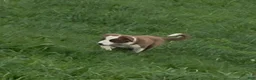 Border Collie dogs for sale: Border Collie 3 - Ad 3