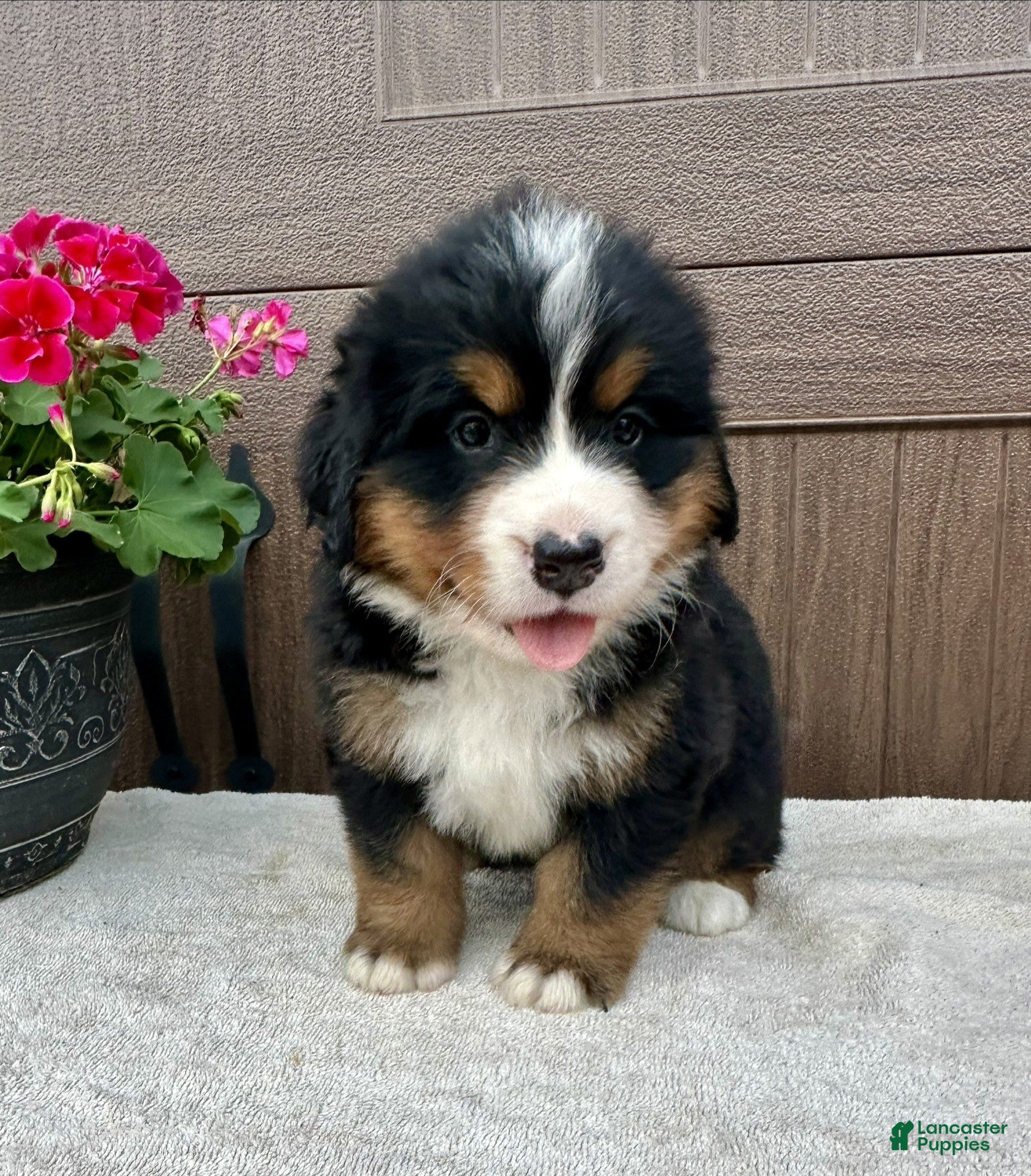 Bernese Mountain Dog dogs Oakley  - Ad 1