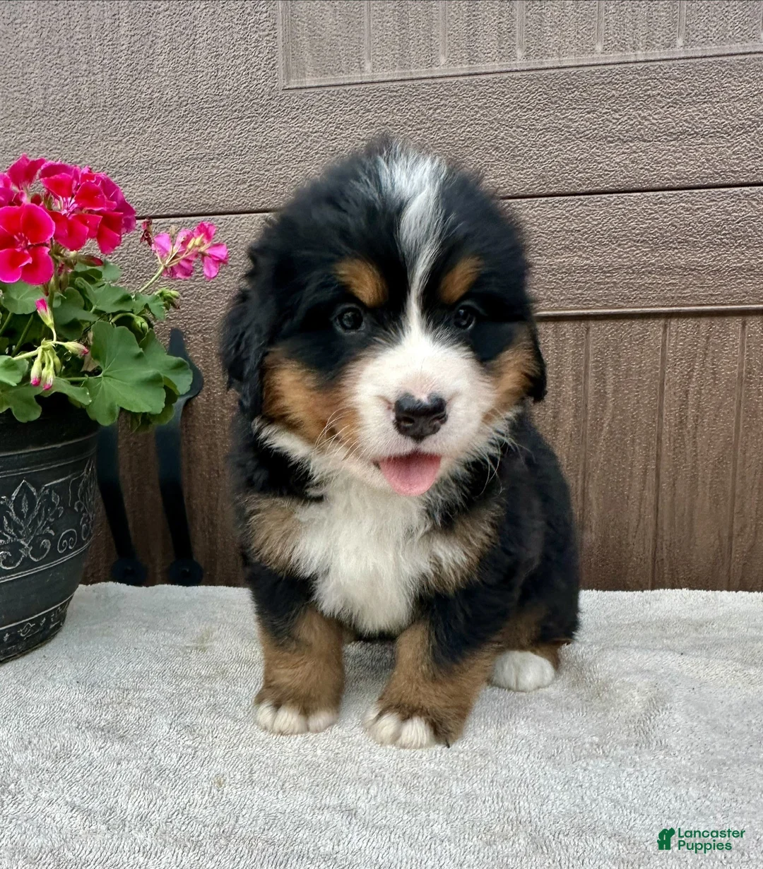 Bernese Mountain Dog dogs for sale: Oakley  - Ad 1