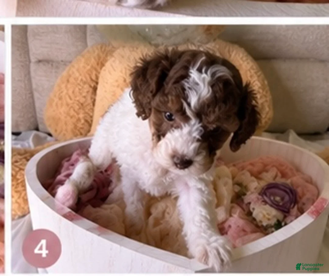Cockapoo dogs for sale: Kylie - Ad 2