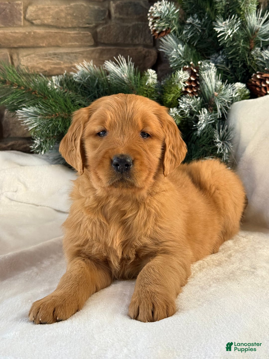 Golden Retriever dogs for sale: Honey - Ad 3