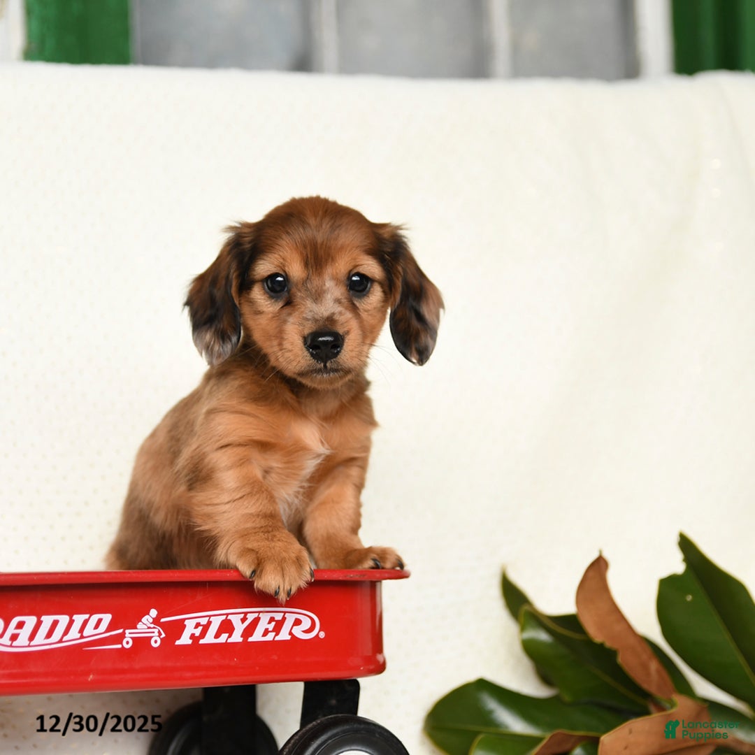 Miniature Dachshund dogs for sale: Chance - Ad 2