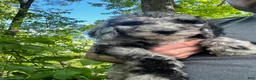Mixed Breed dogs for sale: Rose  - Ad 5
