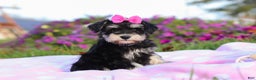 Miniature Schnauzer dogs for sale: Lexi - Ad 3