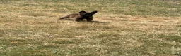 Belgian Malinois dogs for sale: Belgian Malinois 8 - Ad 2