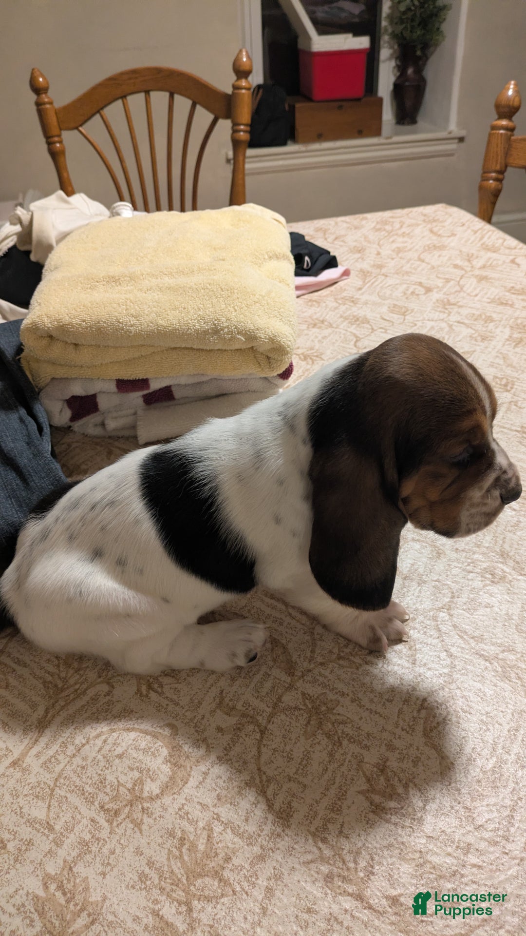 Basset Hound dogs for sale: Ty - Ad 4