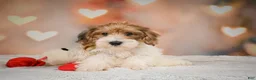 Yorkiepoo dogs for sale: Bella - Ad 3