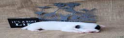 Jack Russell Terrier dogs for sale: Prince JRT purebred DELIVERY AVAILABLE  - Ad 7