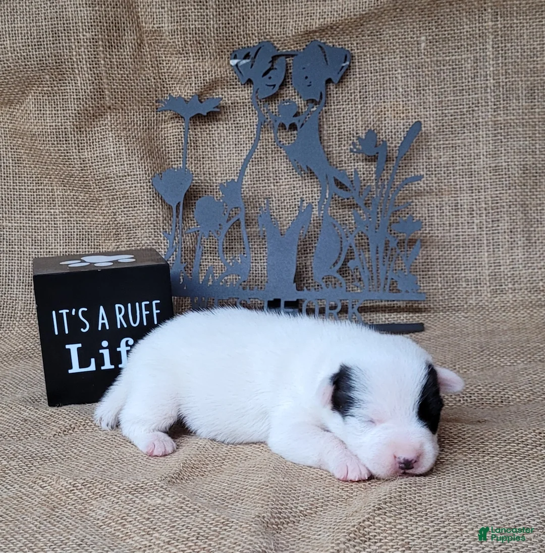 Jack Russell Terrier dogs for sale: Prince JRT purebred DELIVERY AVAILABLE  - Ad 7