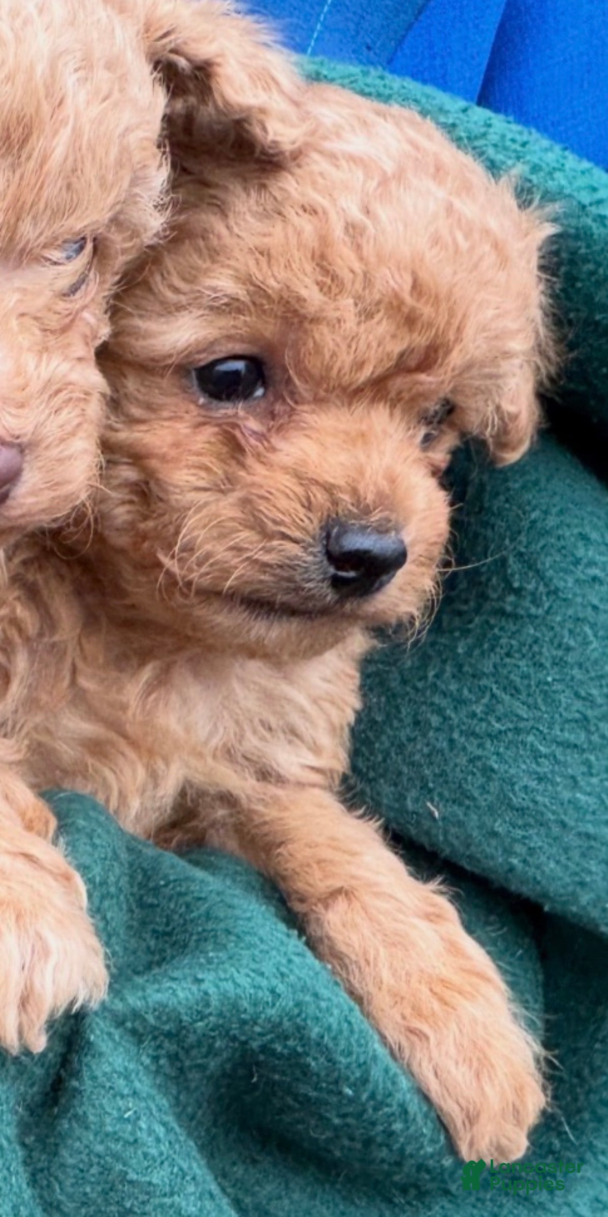 Toy Poodle dogs Dotty - Ad 33