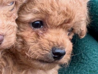 Toy Poodle dogs Dotty - Ad 35