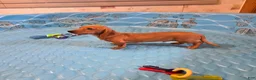 Miniature Dachshund dogs for sale: Boyd - Ad 5