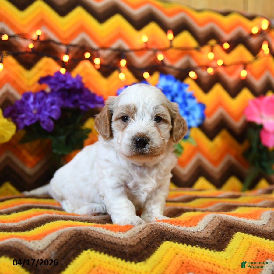 Teddy Bear dogs Kenn - Ad 1