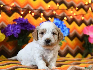 Teddy Bear dogs for sale: Kenn - Ad 3