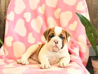 Olde English Bulldogge dogs Blossom - Ad 3