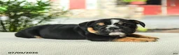 English Bulldog dogs for sale: Valen  - Ad 5
