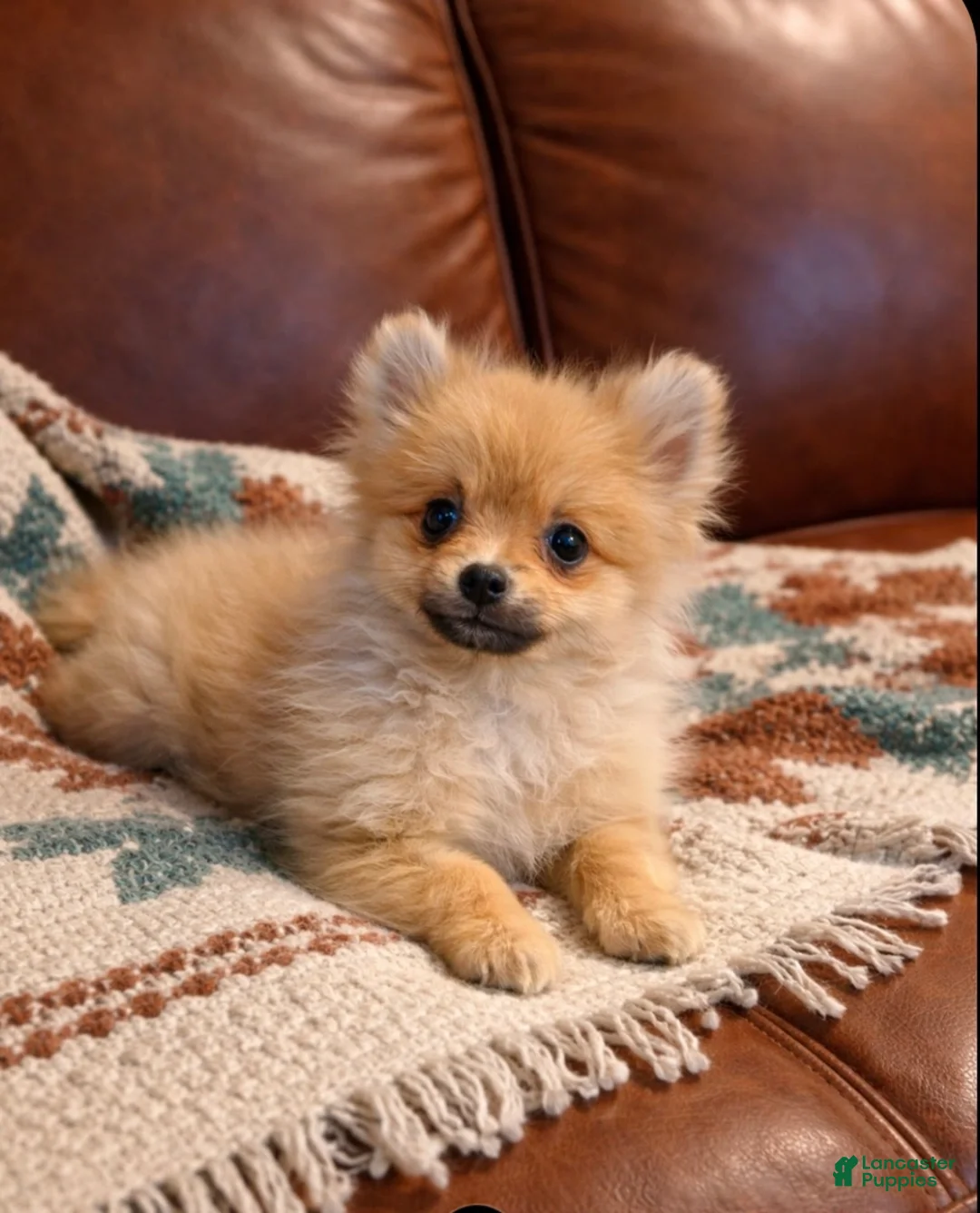 Pomeranian dogs for sale: Pomeranian Puppy 1 - Ad 1