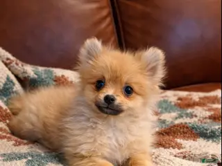 Pomeranian dogs Pomeranian Puppy 1 - Ad 41