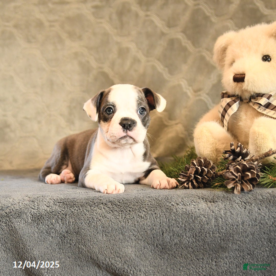 Boston Terrier dogs for sale: Celesta - Ad 5