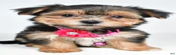 Morkie dogs for sale: Vicky - Ad 7