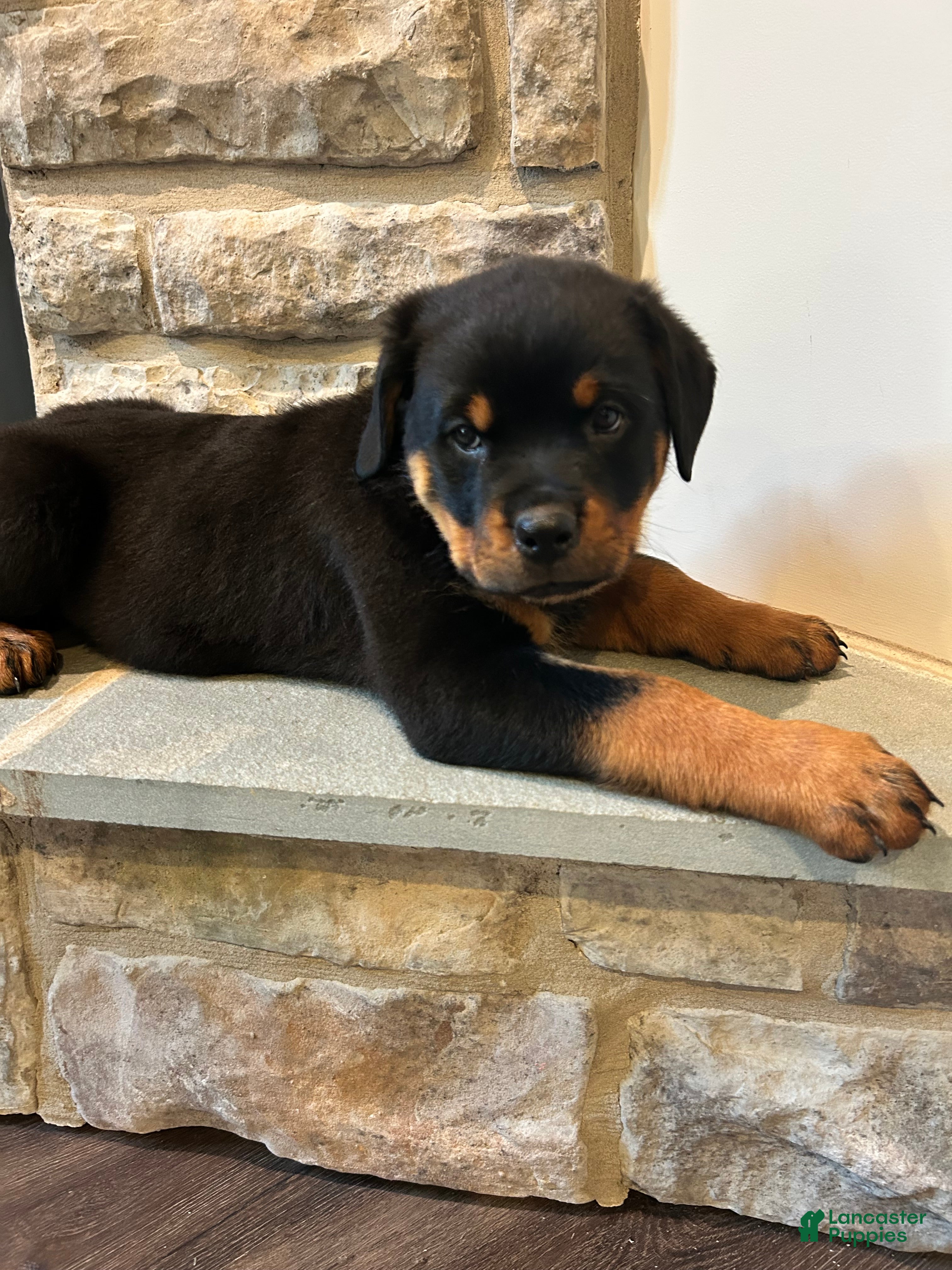 Rottweiler dogs Kitkat - Ad 2